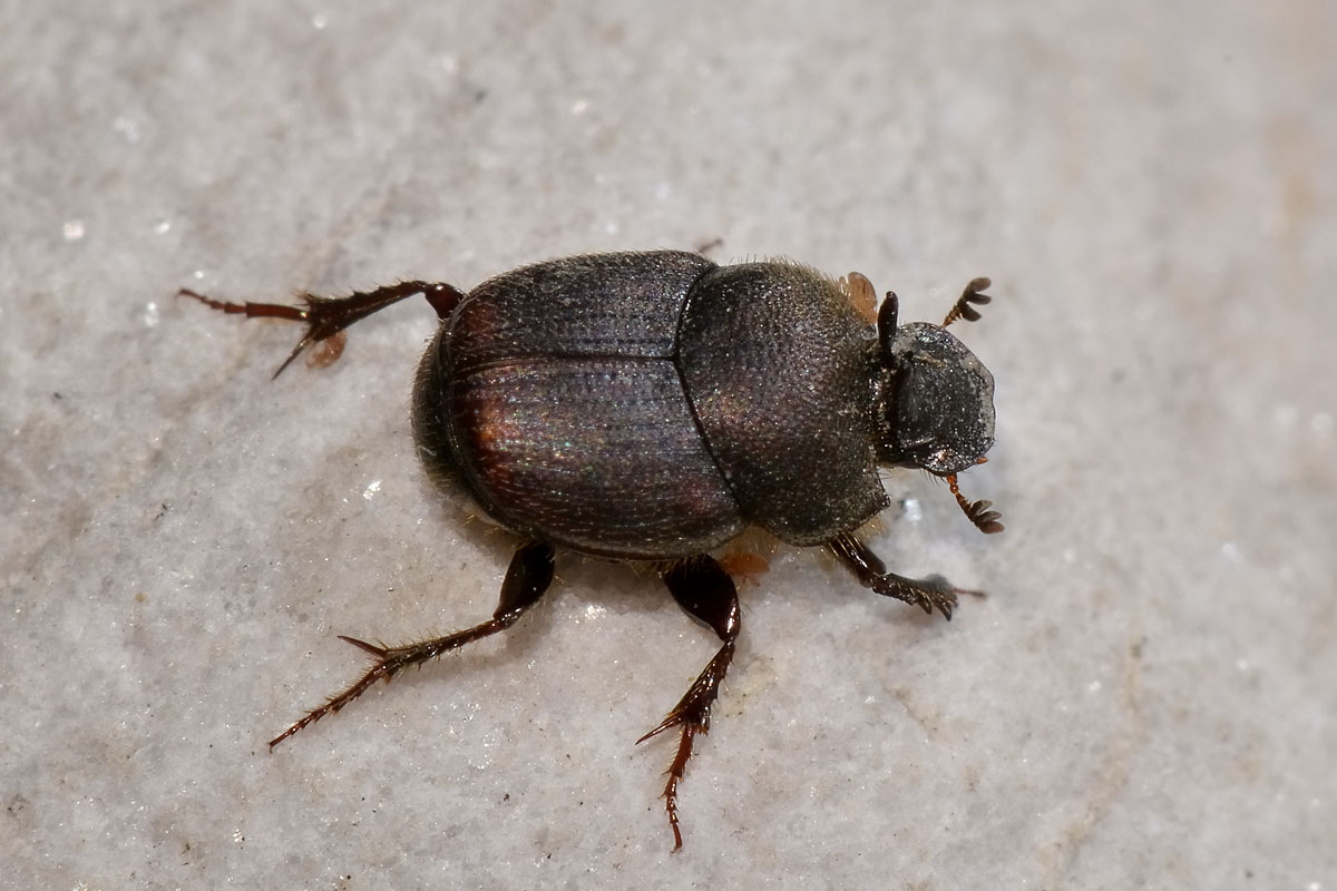 Onthophagus furcatus, Scarabaeidae